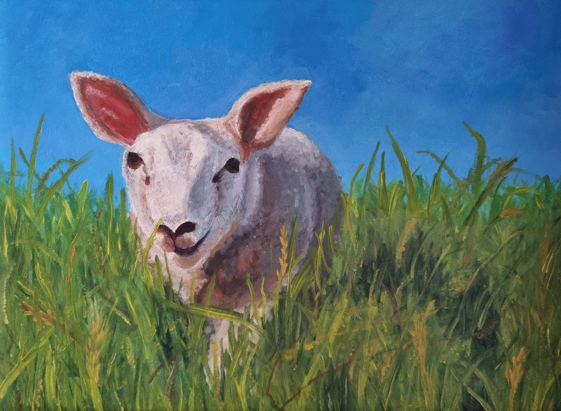 Texel sheep